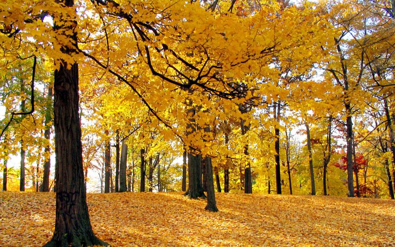 yellowforest